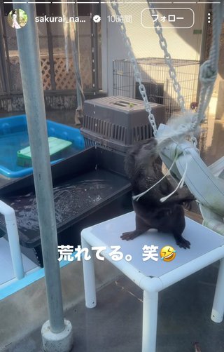 桜井奈々さんって