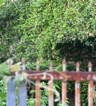 1億円を盗んだ疑いで沖縄の中高生16人を書類送検 現金が持ち出された空き家は取り壊しへ