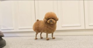最近流行ってるアニメ犬が可愛い