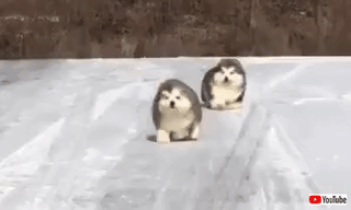 犬を飼うのを義務付けられたら何犬飼う？