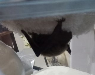 コウモリ保護した