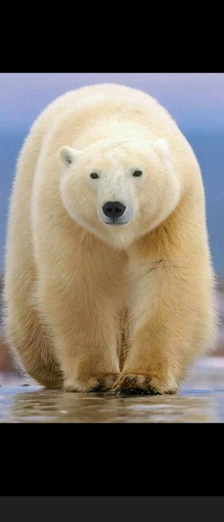 冬眠から目覚めたヒグマ対策に奴らが立ち上がった