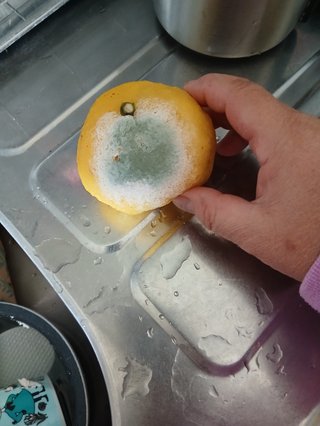 愛媛県の農園