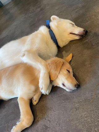 うちのワンコも春だからおねむらしい🐶