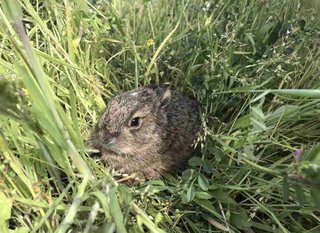 「野うさぎの赤ちゃん拾わないで」注意喚起に反響。触ってはいけない理由