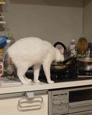 「ささみを茹でた後に冷ましてたら猫に茹で汁を盗まれた」水分補給のためのアイデアとして定評があり