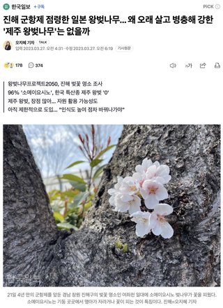 韓国桜､97%が日本品種だった　韓国メディアが報じる