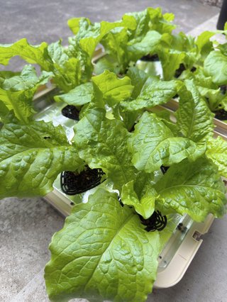 サンチュを自家栽培しております。
