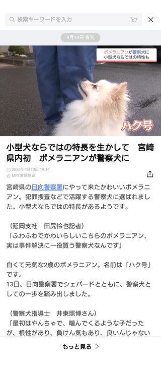ポメラニアンの警察犬が誕生