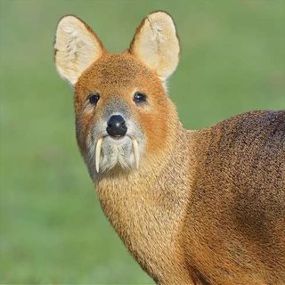 「鳴き声が怖い」「白菜30株食う」韓国から流れてくる謎の生き物「고라니」