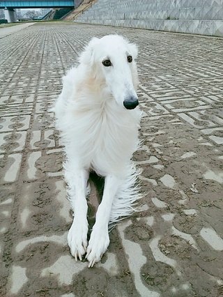 ホルゾイって犬に憧れる