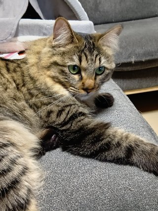 この猫
