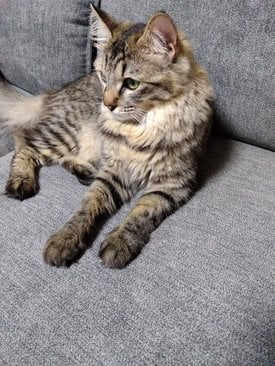 この猫