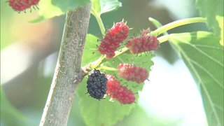 河川敷の桑の実を食べた小学生5人が腹痛訴え救急搬送　校外学習で訪問中に【東京都】