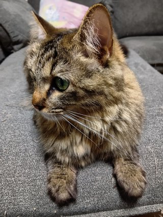 この猫