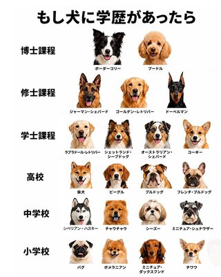 犬に学歴があったらこんな感じらしい