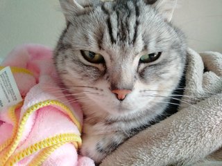 うちの猫、かわいくないと言われます