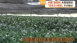 中国で｢抹茶｣生産が拡大　世界各国に輸出　日本と同じ栽培方法で半額以下