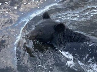 京都・天橋立にまたクマ目撃情報　天橋立内の府道を通行止め　10日にも出現、捕獲したのに