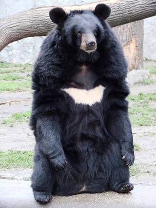 冷静に考えて日本中にクマいるのヤバくない？