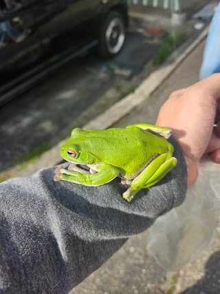 みんなモリアオガエルって知ってた？