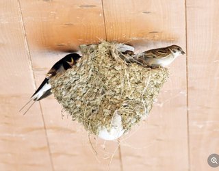 ツバメとスズメ隣同士で子育て　長野県松本市四賀地区・坪田洋治さん宅