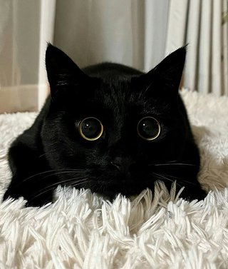 こういう目がまん丸の黒猫飼いたい