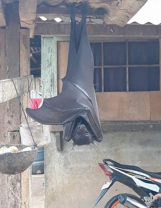こいつが庭にいたらどうする?