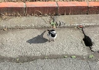 見た事のない鳥がいたのですが新種でしょうか？