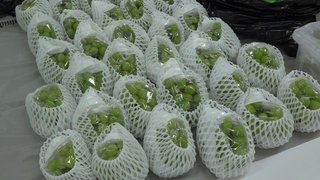 ビニールハウスからシャインマスカット約200房を盗んだ無職の男を逮捕【岡山県】