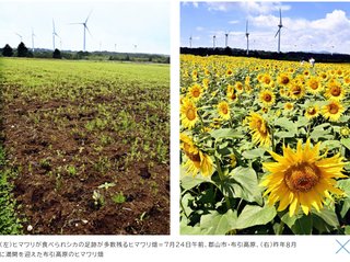 シカによる食害でひまわり畑が全滅…「郡山布引風の高原まつり｣が中止に