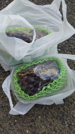交差点で広島産ニューベリー拾ったよ！！