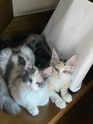 メインクーンお迎えしました🐱