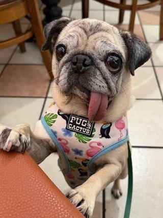 韓国の屠畜場から救出された犬、米国の「世界一醜い犬」コンテストで優勝