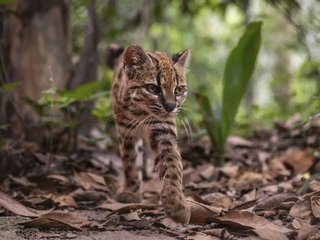 ネコの新種、100年以上ぶりに発見【ボリビア】