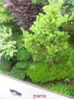 ｳﾁの庭…写メあり（ｻｰﾁ済）