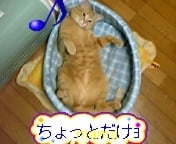 猫がみたい