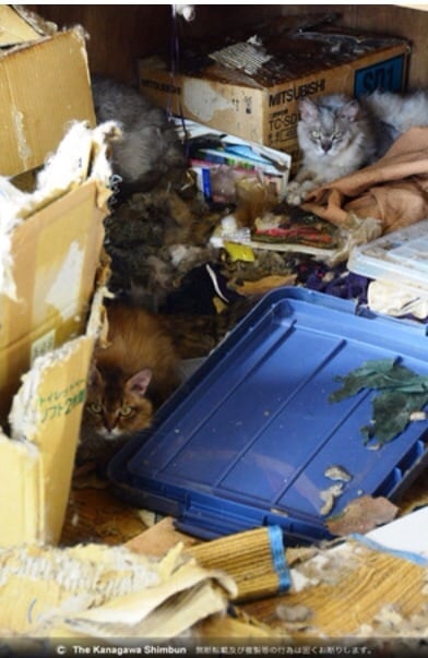 鎌倉のマンション一室で猫５４匹保護　飼い主放置