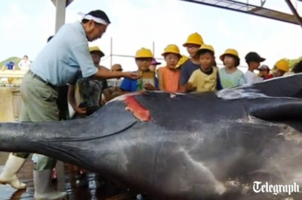 なんて恐ろしい！日本がクジラの遺体を児童らの前で解体…と英紙