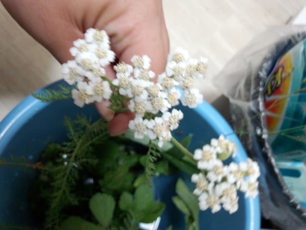 庭に白い花。何の花だろうか？（写あり）