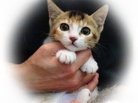 東京都豊島区で、可愛い猫たちの里親を募集中!-合計207匹