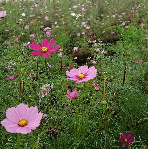 晒してくれぇ