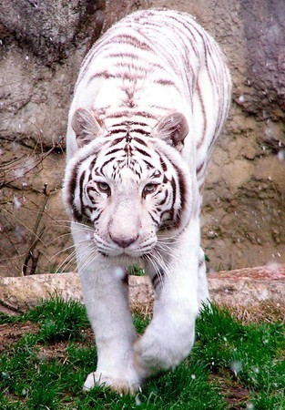 ホワイトタイガー、雄にかまれ死ぬ　とべ動物園
