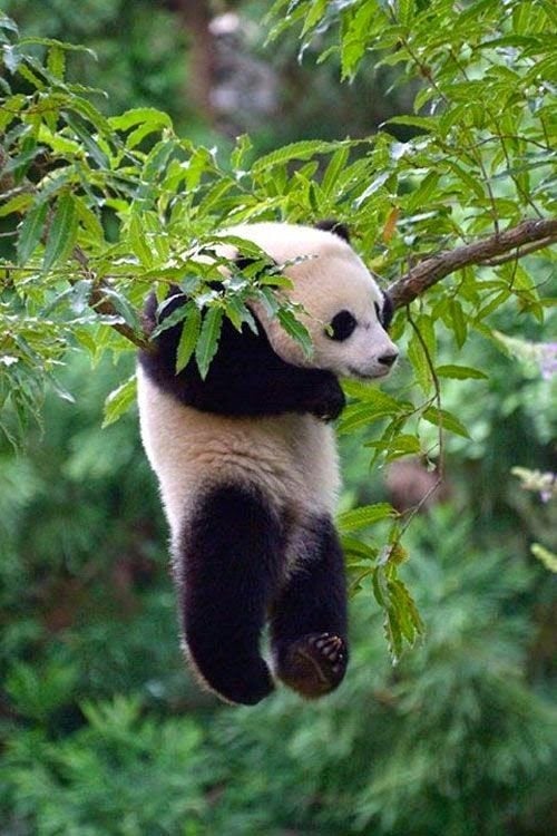 パンダは本当は中国の動物じゃないって知ってる？