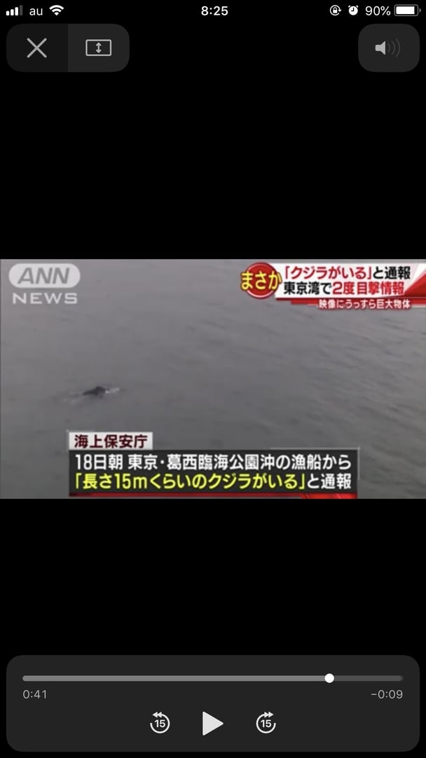 えっ？東京湾に「クジラがいる」　ビルの上から撮影