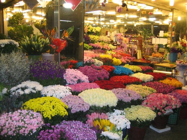 【韓国メディア】衝撃！韓国の国花・ムクゲの花は旭日旗を象徴する日本の花だった！