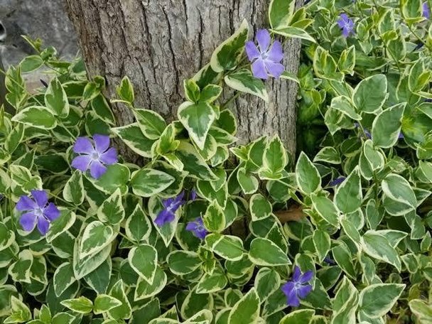 植物に詳しい方