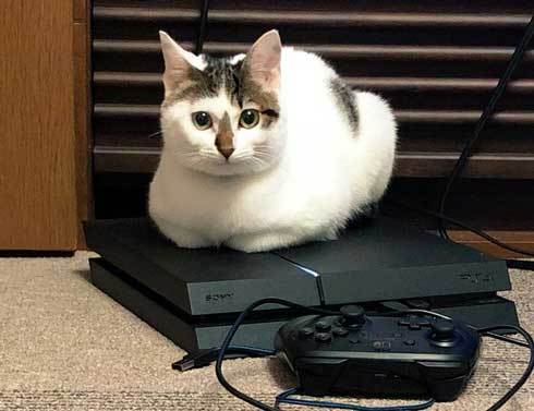 Playstation4 on the cat.