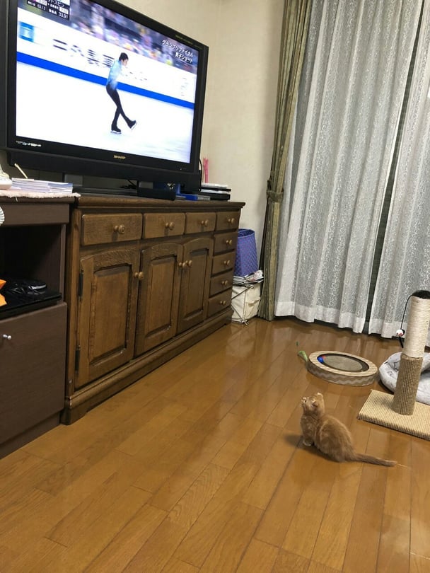 猫ってフィギュアスケート好きなこ多くないですか？