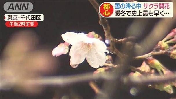 雪の東京で桜【観測史上最速】満開予想は２３日